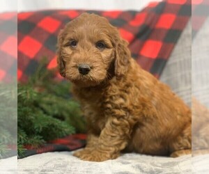 Goldendoodle-Poodle (Miniature) Mix Puppy for sale in NEWMANSTOWN, PA, USA