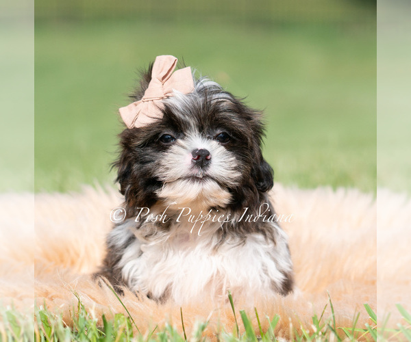Medium Photo #11 Shih Tzu Puppy For Sale in WARSAW, IN, USA