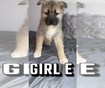 Small Photo #4 Akita-Alaskan Husky Mix Puppy For Sale in LEXINGTON, KY, USA