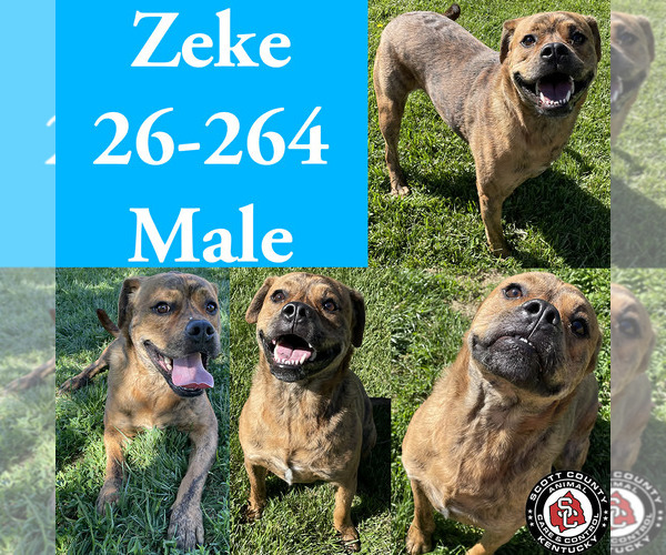 Medium Photo #1 American Pit Bull Terrier-Unknown Mix Puppy For Sale in Georgetown, KY, USA