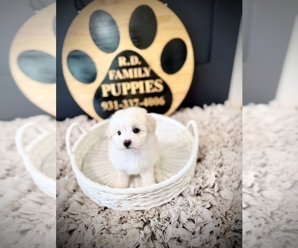 Medium Photo #11 Maltipoo (Toy) Puppy For Sale in CROSSVILLE, TN, USA