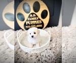Small #10 Maltipoo (Toy)