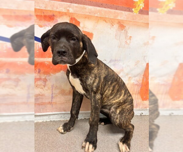 Medium Photo #1 Mastiff Puppy For Sale in San Bernardino, CA, USA
