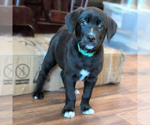 Medium Photo #6 Golden Retriever-Unknown Mix Puppy For Sale in Vail, AZ, USA