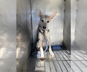 - Mix Dogs for adoption in Bakersfield, CA, USA