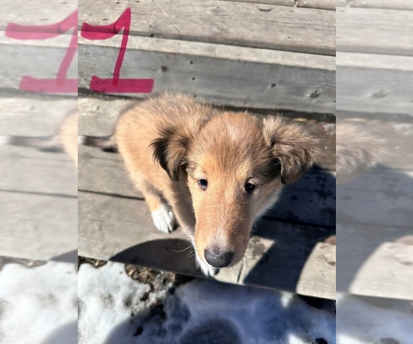 Medium Photo #1 Collie Puppy For Sale in Calgary, Alberta, Canada