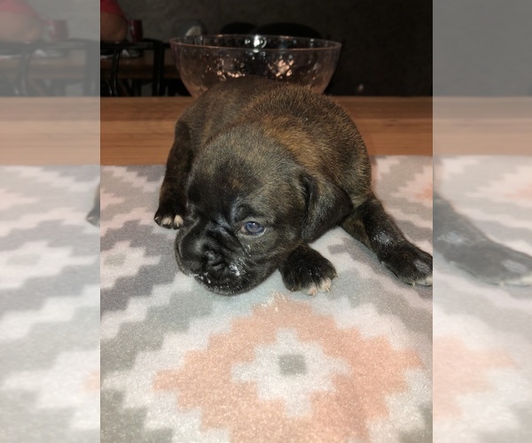 Medium Photo #1 Boxer Puppy For Sale in BISMARCK, AR, USA