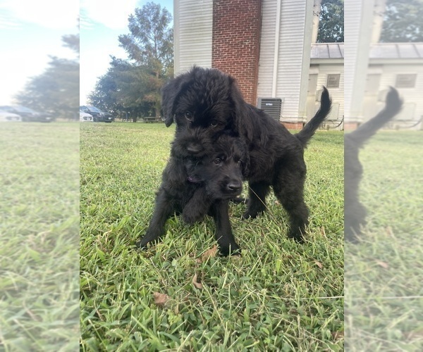 Medium Photo #41 Labradoodle Puppy For Sale in WAVERLY, VA, USA