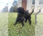 Small #40 Labradoodle