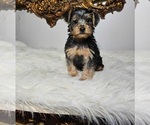 Small Photo #3 Morkie Puppy For Sale in INDIANAPOLIS, IN, USA