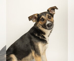 German Shepherd Dog-Unknown Mix Dogs for adoption in Rowlett, TX, USA