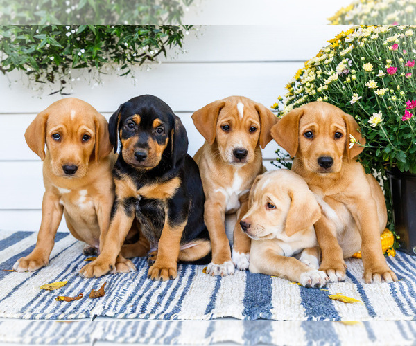 Medium Photo #1 Golden Retriever-Jack Russell Terrier Mix Puppy For Sale in WAKARUSA, IN, USA