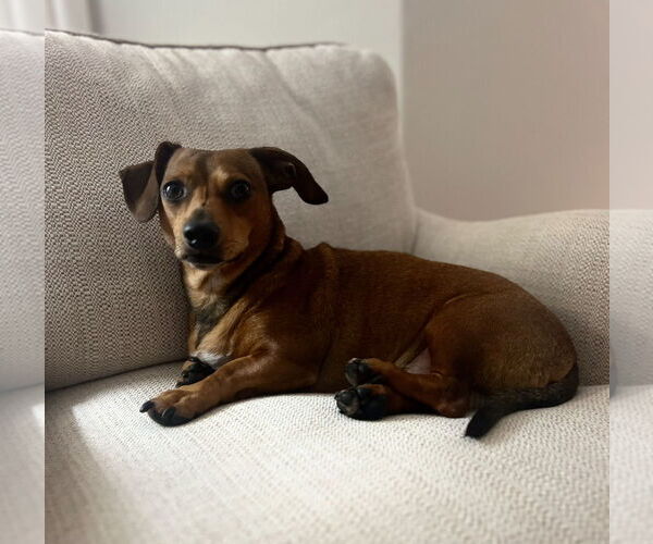 Medium Photo #3 Dachshund Puppy For Sale in Weston, FL, USA