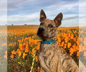Phu Quoc (Vietnam Island) Ridgeback Puppy for sale in PALMDALE, CA, USA
