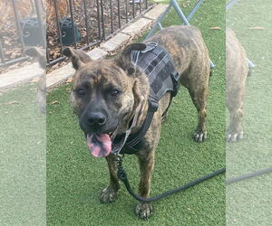 Mutt Dogs for adoption in Fort Collins, CO, USA