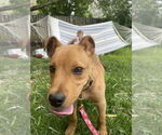 Small #2 Labrador Retriever Mix