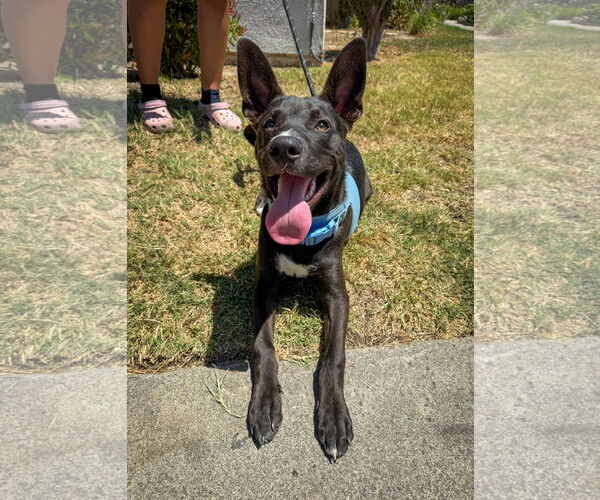 Medium Photo #4 Labrador Retriever-Unknown Mix Puppy For Sale in San Diego, CA, USA