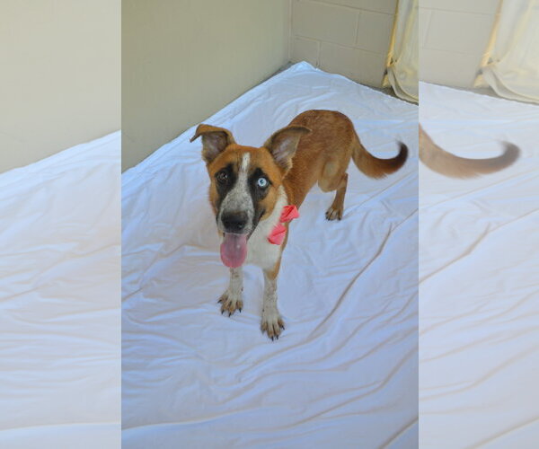 Medium Photo #2 Mutt Puppy For Sale in McKinney, TX, USA