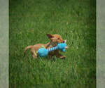 Small Photo #17 Labrador Retriever Puppy For Sale in FRESNO, OH, USA