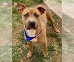 Small American Bulldog