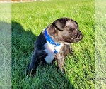 Small Photo #8 Faux Frenchbo Bulldog Puppy For Sale in PASCO, WA, USA