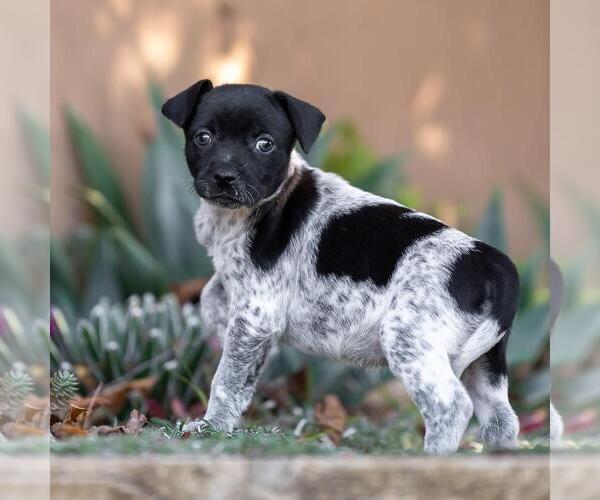 Medium Photo #3 Jack Russell Terrier-Unknown Mix Puppy For Sale in San Diego, CA, USA