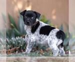 Small #2 Jack Russell Terrier Mix