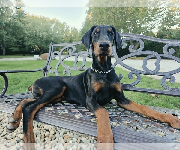 Medium Photo #14 Doberman Pinscher Puppy For Sale in WARSAW, IN, USA