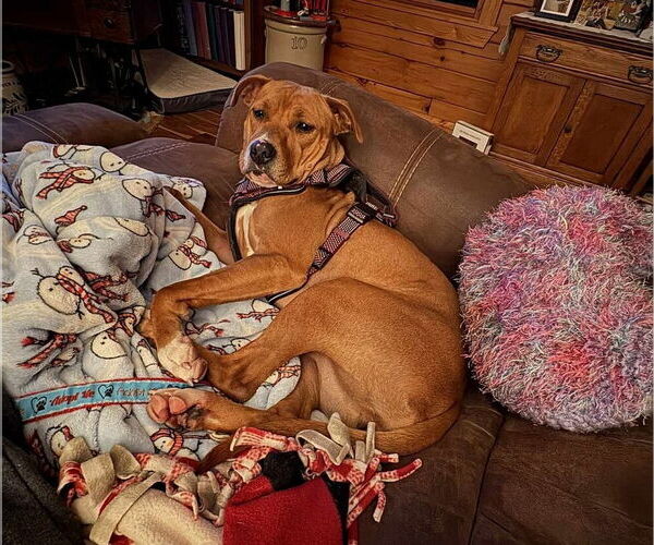 Medium Photo #4 Mutt Puppy For Sale in Springdale, PA, USA