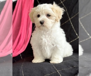 Maltese Puppy for sale in ROCK STREAM, NY, USA