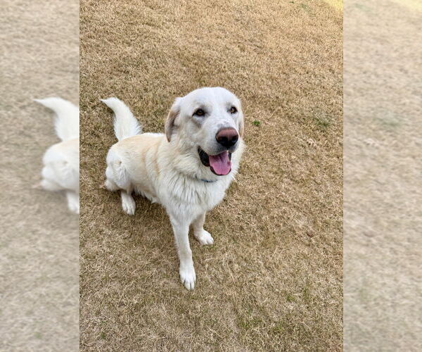 Medium Photo #4 Great Pyrenees Puppy For Sale in Oak Bluffs, MA, USA