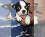 Puppy Hunter Boston Terrier