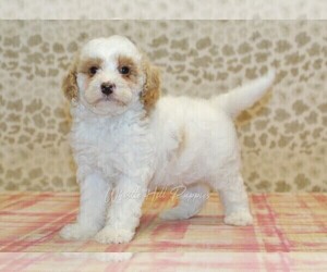 Miniature Bernedoodle Puppy for sale in DENVER, PA, USA