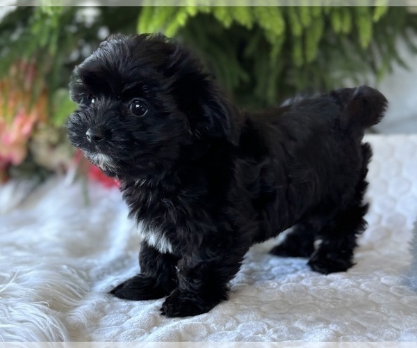 Medium Photo #3 Morkie Puppy For Sale in ROCK STREAM, NY, USA