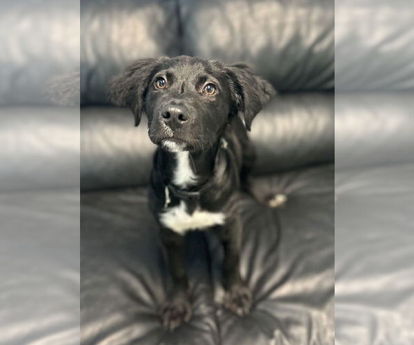 Medium Photo #3 Mutt Puppy For Sale in Spring Lake, NJ, USA