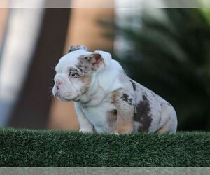 English Bulldog Puppy for sale in LITITZ, PA, USA