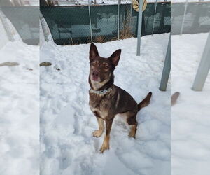 German Shepherd Dog Mix Dog for Adoption in Evansville, Indiana USA