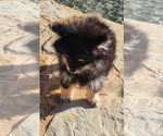 Small #5 Pomeranian
