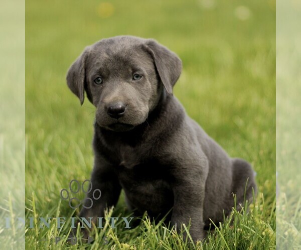 Medium Photo #1 Labrador Retriever Puppy For Sale in COATESVILLE, PA, USA
