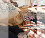 Small #3 American Pit Bull Terrier