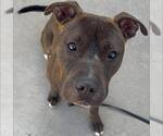 Small Photo #3  Puppy For Sale in , 