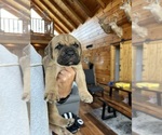 Puppy Bright green Cane Corso