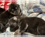 Small Photo #1 German Shepherd Dog Puppy For Sale in RAVENDEN, AR, USA