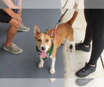 Small #1 Jack Russell Terrier Mix