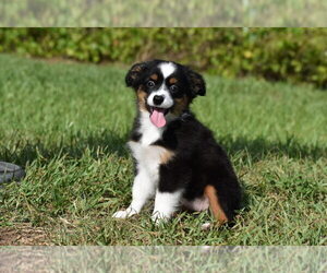 Miniature Australian Shepherd Puppy for sale in PALM COAST, FL, USA
