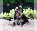 Small Photo #83 Yorkshire Terrier Puppy For Sale in WARSAW, IN, USA
