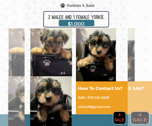 Yorkshire Terrier Puppy for sale in LOWELL, MA, USA