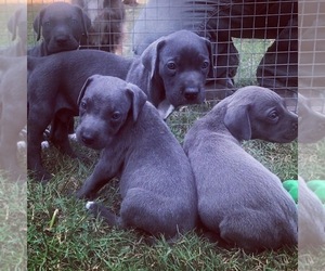 Great Dane Puppy for sale in KERSHAW, SC, USA
