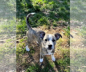 Mutt Dogs for adoption in Shelburne, VT, USA