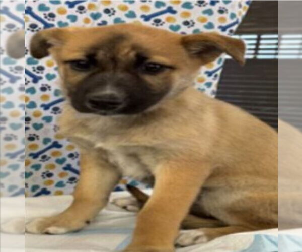 Medium Photo #2 Black Mouth Cur-German Shepherd Dog Mix Puppy For Sale in Lakewood, CO, USA